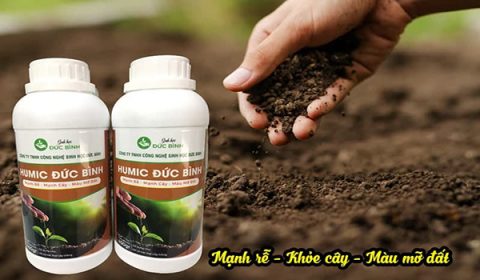 Humic Đức Bình được sử dụng ủ phân cá, đậu tương, bánh dầu, bã đậu nành, trứng chuối